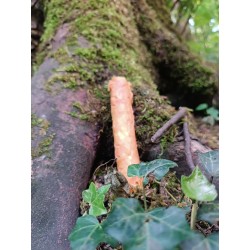 Batonnet de collagéne au poulet