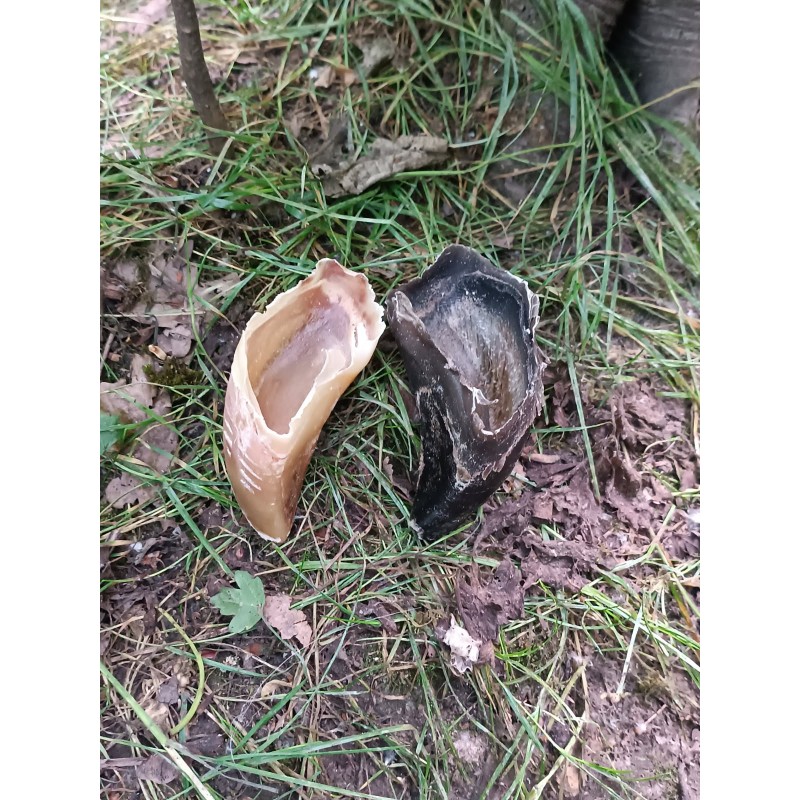Sabot de veau pour chien – Une mastication saine et gourmande
