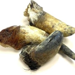 GIGA Corne de boeuf pleine