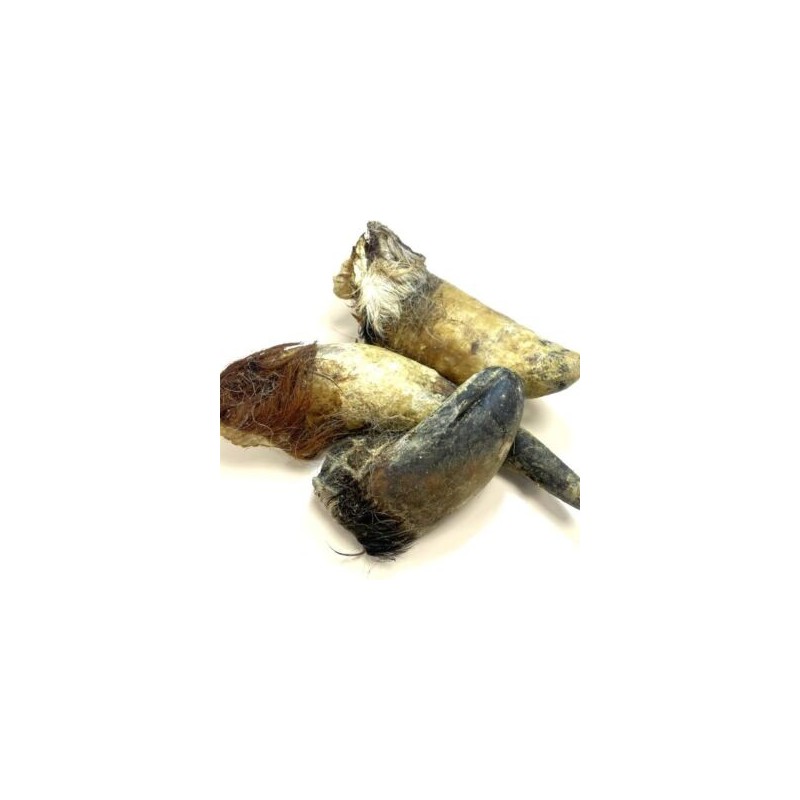 Corne de boeuf pleine XL Corne de boeuf pleine XL