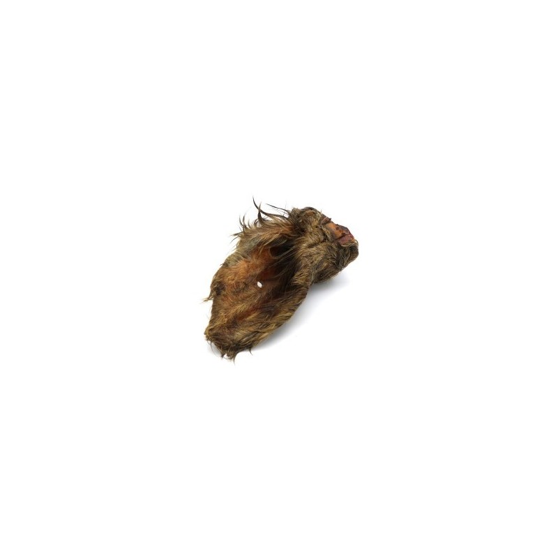Oreille de Boeuf avec Poils Oreille de Boeuf avec Poils