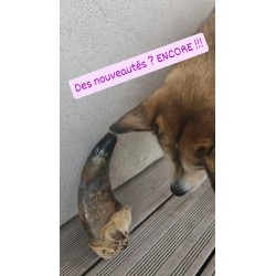 GIGA Corne de boeuf pleine GIGA Corne de boeuf pleine