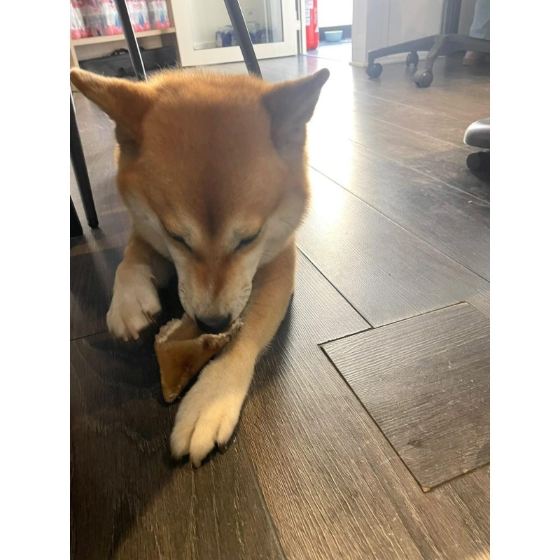 Sabot de veau pour chien – Une mastication saine et gourmande Sabot de veau pour chien – Une mastication saine et gourmande