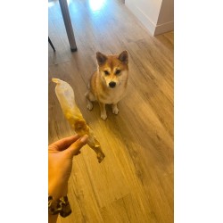 Oreille de lapin sans poil pour chien – Une friandise naturelle et légère