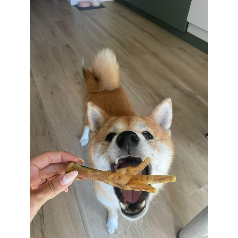 Pattes de poulet pour chien – Friandise saine et croquante Pattes de poulet pour chien – Friandise saine et croquante