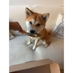 Sprats séchés pour chiens et chats – Une friandise naturelle et riche en oméga-3