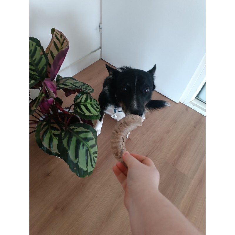 Corne de mouton pour chien – Une friandise naturelle pour une mastication saine et durable Corne de mouton pour chien – Une friandise naturelle pour une mastication saine et durable