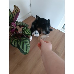 Corne de mouton pour chien – Une friandise naturelle pour une mastication saine et durable Corne de mouton pour chien – Une friandise naturelle pour une mastication saine et durable