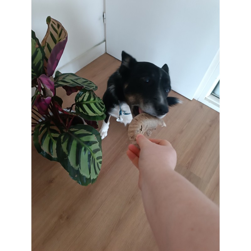 Corne de mouton pour chien – Une friandise naturelle pour une mastication saine et durable Corne de mouton pour chien – Une friandise naturelle pour une mastication saine et durable