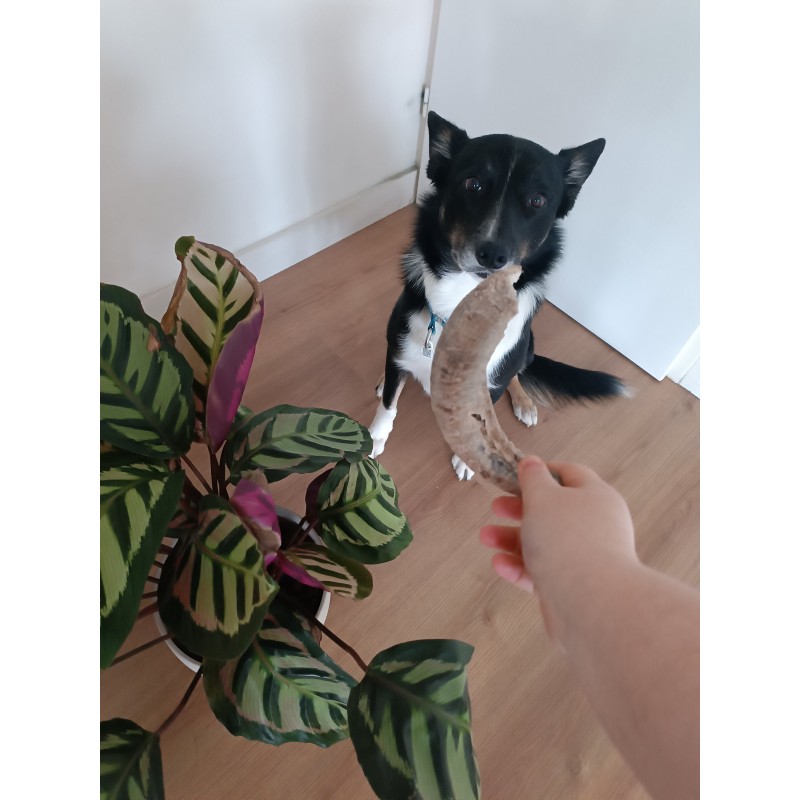 Corne de mouton pour chien – Une friandise naturelle pour une mastication saine et durable Corne de mouton pour chien – Une friandise naturelle pour une mastication saine et durable