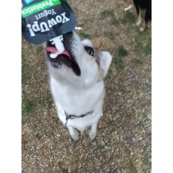 Yowup yaourt naturel Prébiotique Yowup yaourt naturel Prébiotique