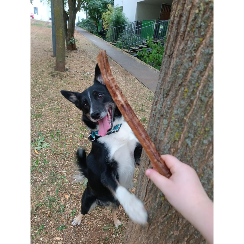 Trachée d’Autruche – Friandise hypoallergénique pour chien Trachée d’Autruche – Friandise hypoallergénique pour chien