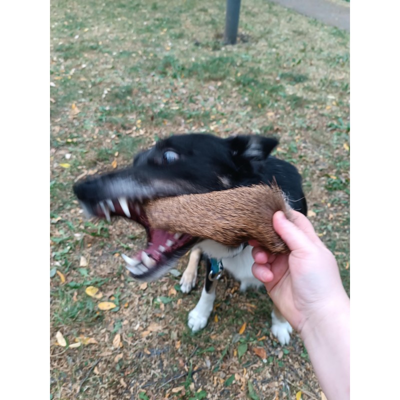 Peau de Cerf avec Poil – Friandise naturelle et sauvage pour chien Peau de Cerf avec Poil – Friandise naturelle et sauvage pour chien