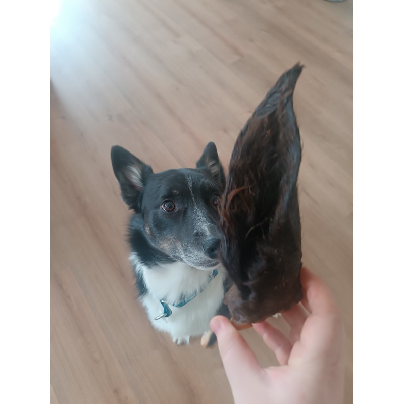 Oreille de Cheval avec Poils