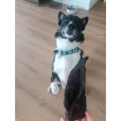 Oreille de Cheval avec Poils