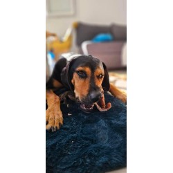 Oreille de porc pour chien – Une friandise naturelle pour une mastication saine et savoureuse Oreille de porc pour chien – Une friandise naturelle pour une mastication saine et savoureuse