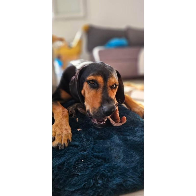 Oreille de porc pour chien – Une friandise naturelle pour une mastication saine et savoureuse Oreille de porc pour chien – Une friandise naturelle pour une mastication saine et savoureuse