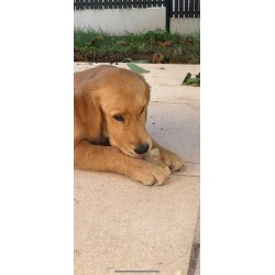 Sabot de veau pour chien – Une mastication saine et gourmande Sabot de veau pour chien – Une mastication saine et gourmande