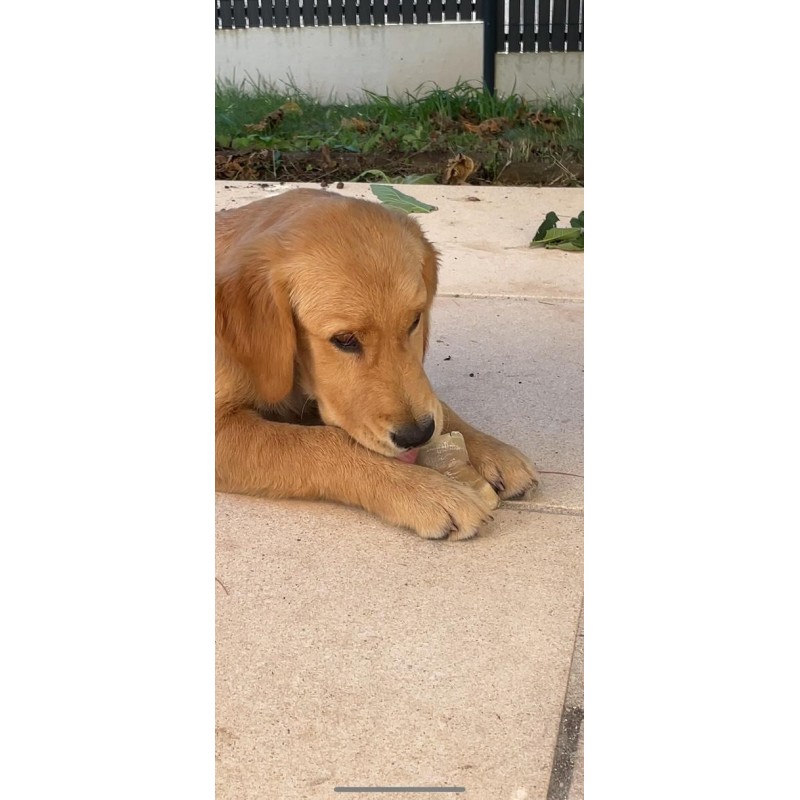 Sabot de veau pour chien – Une mastication saine et gourmande Sabot de veau pour chien – Une mastication saine et gourmande