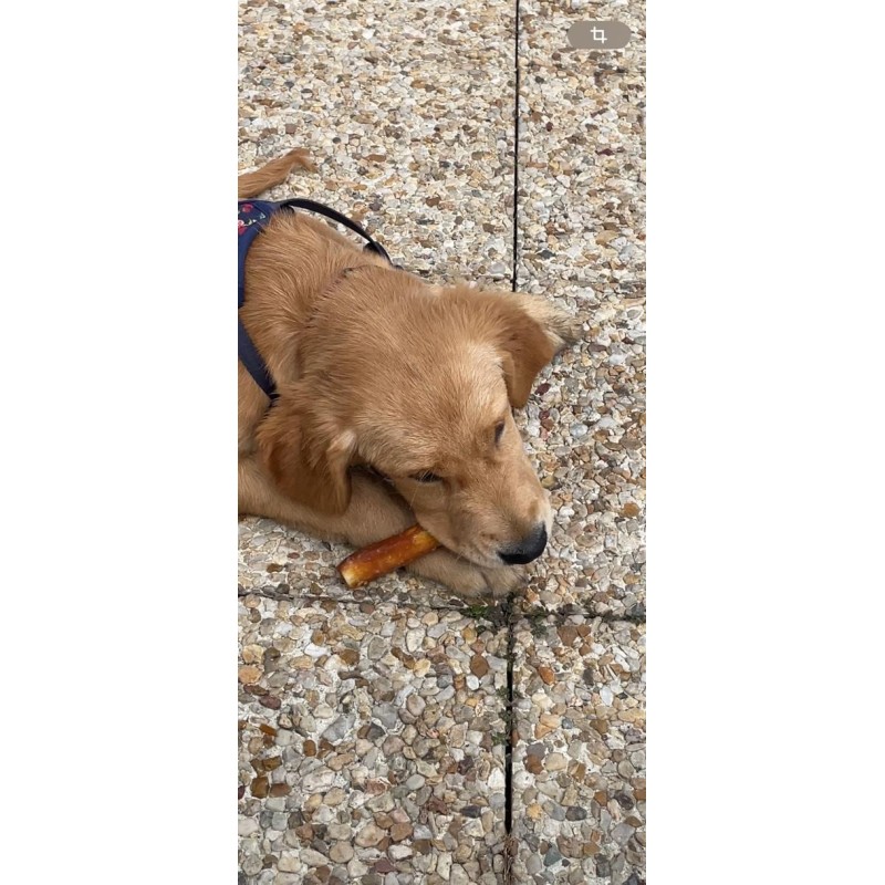 Batonnet de collagéne au poulet Batonnet de collagéne au poulet