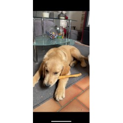 Rouleau de Peau de porc