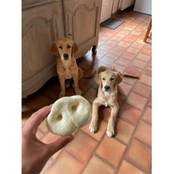 Groin de porc soufflé pour chien – Une friandise naturelle et croquante pour une mastication saine Groin de porc soufflé pour chien – Une friandise naturelle et croquante pour une mastication saine