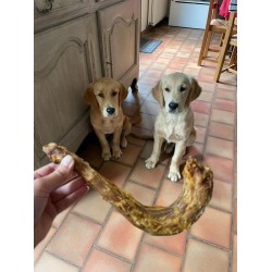 Cou de Dinde Cou de Dinde