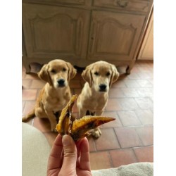 🐾 Ailes de Poulet – Friandise naturelle pour chien