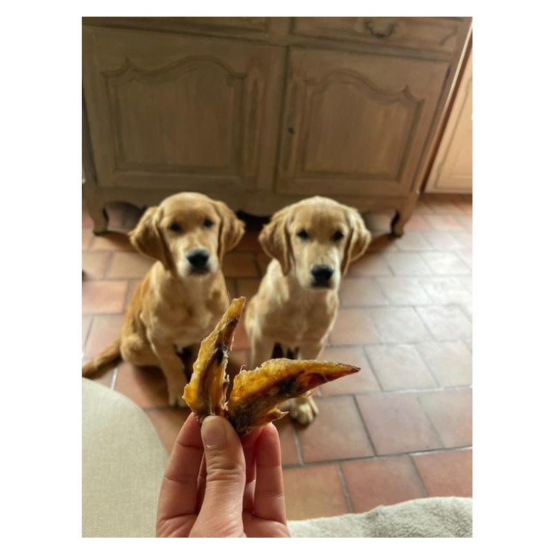 🐾 Ailes de Poulet – Friandise naturelle pour chien 🐾 Ailes de Poulet – Friandise naturelle pour chien
