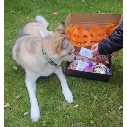 Effrayante Box HALLOWEEN (peluche chat)