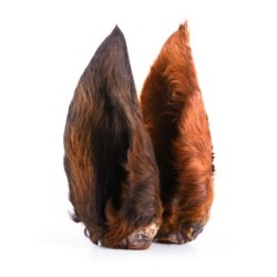 Oreille de Cheval avec Poils