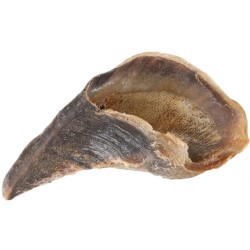 Sabot de vache pour chien – Une friandise naturelle et résistante