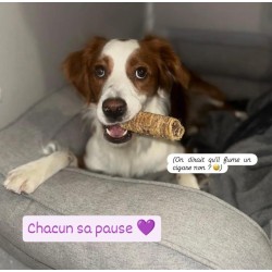 Trachée de bœuf pour chien – Une friandise naturelle pour la mastication et les articulations