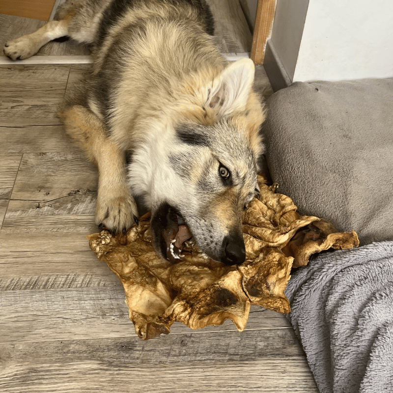 plaque peau boeuf XXL