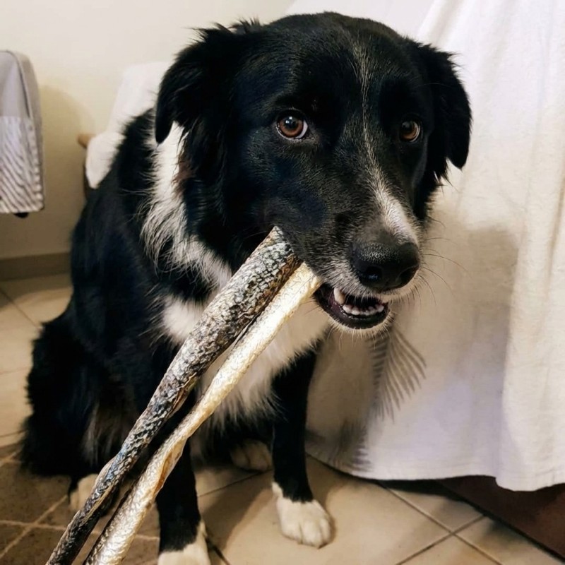 Stick de peau de saumon pour chien – Friandise naturelle riche en oméga3et6