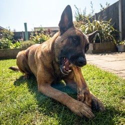 Chien malinois mastique une patte d'agneau