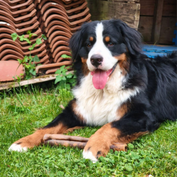 Chien de taille moyenne ou grande mâchant le rouleau de peau de chameau.
