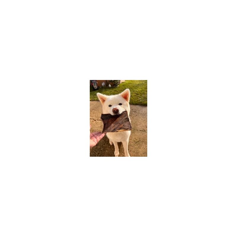 Chien moyen ou grand mâchant une plaque de peau de chameau naturelle. Chien moyen ou grand mâchant une plaque de peau de chameau naturelle.