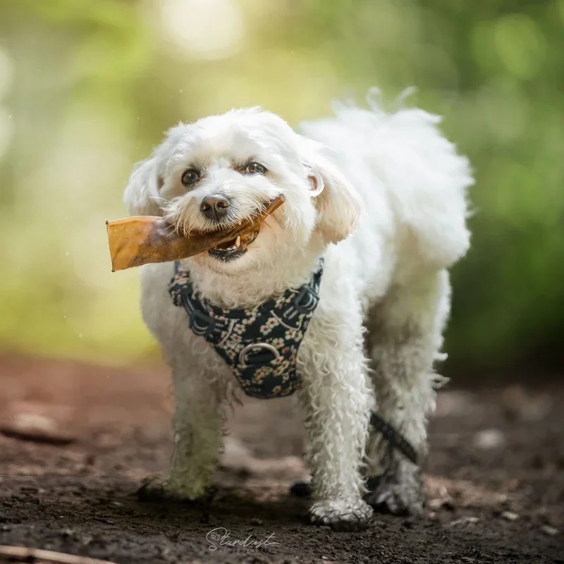 Chien mâchant une peau de chameau naturelle.