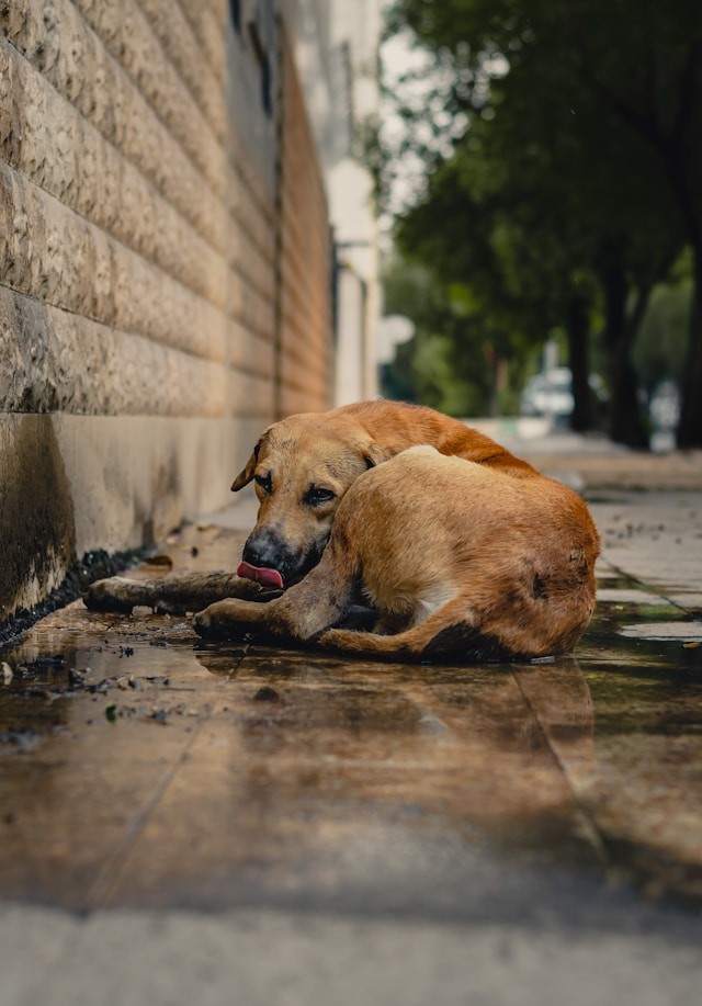 Canicule chien : comment rafraîchir son chien et reconnaître les signes d’alerte