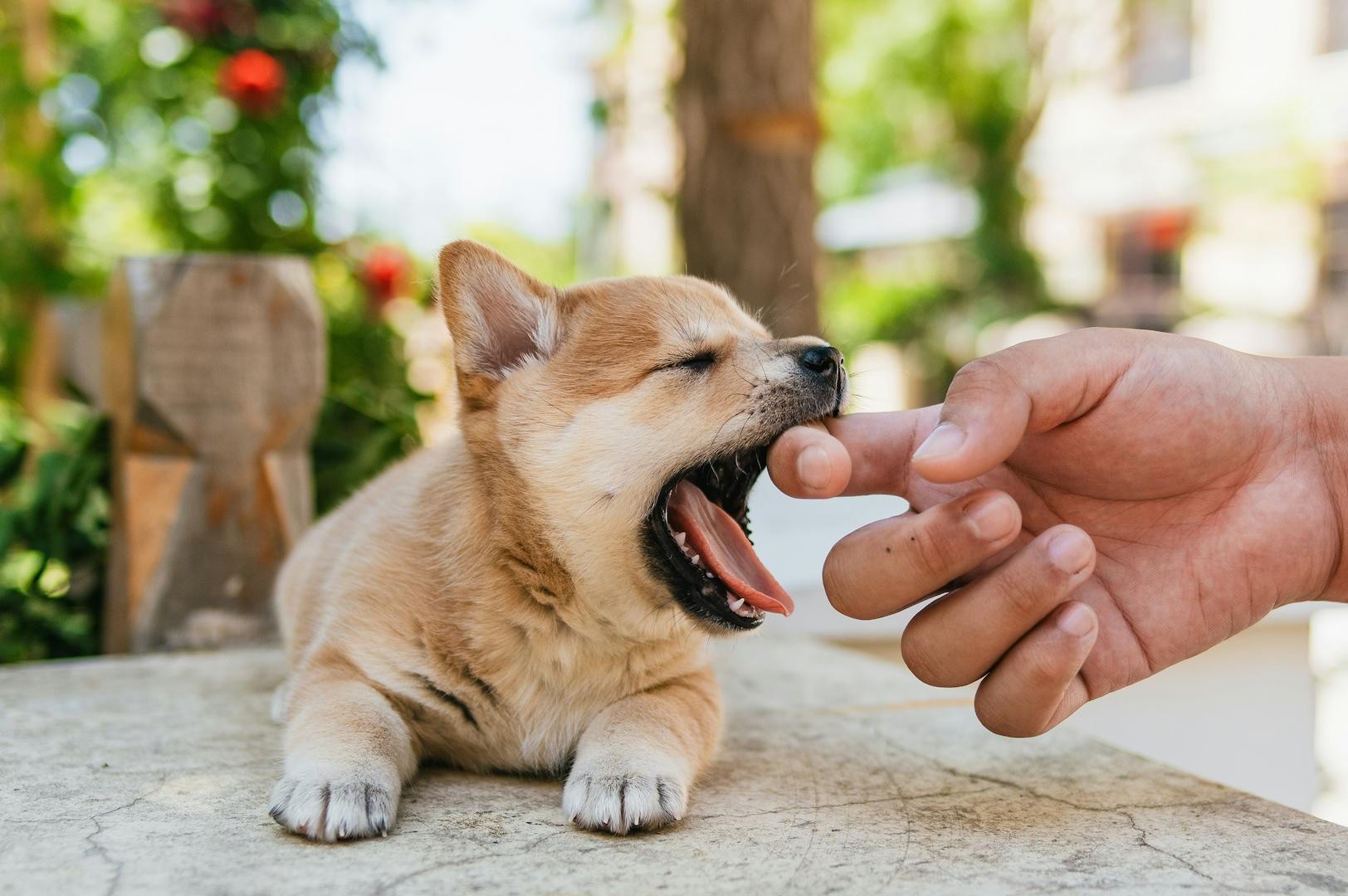 Les friandises naturelles pour chiens que votre chiot adorera